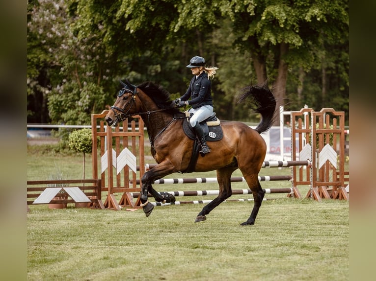 Holsteiner Wallach 6 Jahre 187 cm Dunkelbrauner in Osterrönfeld