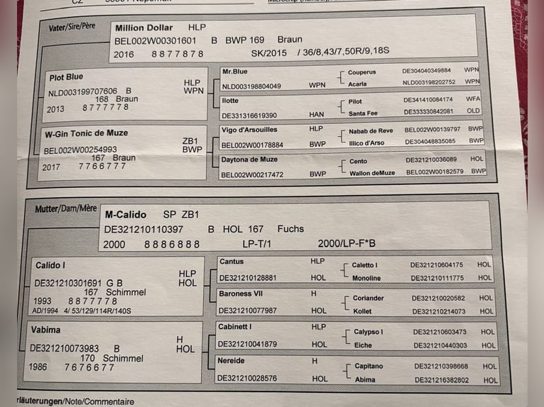 Holsteiner Wallach 6 Jahre Brauner in Nepomuk