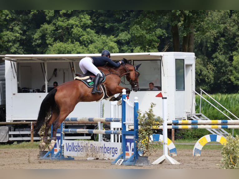 Holsteiner Wallach 6 Jahre Brauner in Wächtersbach