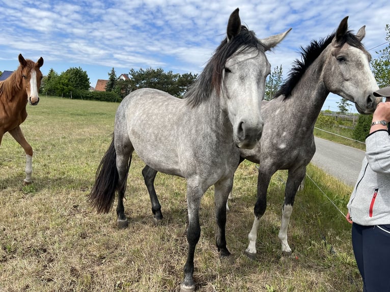 Holsteiner Wallach 6 Jahre in Brandenburg an der Havel