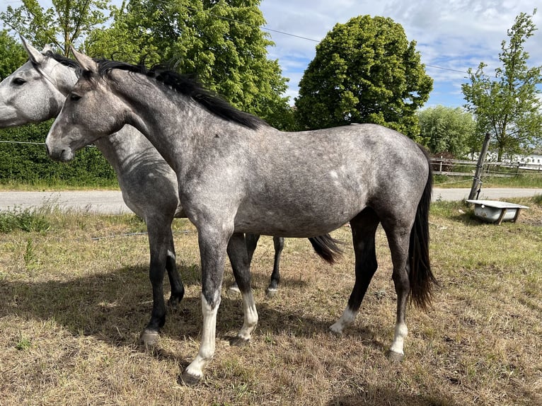 Holsteiner Wallach 6 Jahre in Brandenburg an der Havel