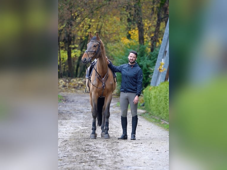 Holsteiner Wallach 6 Jahre in Ostbevern