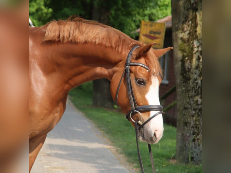 Holsteiner Wallach 7 Jahre 155 cm Fuchs in Dülmen