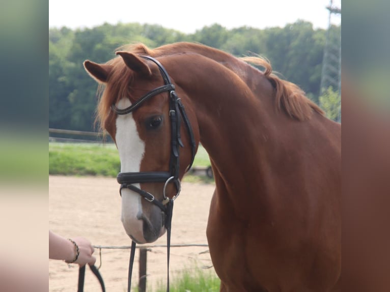 Holsteiner Wallach 7 Jahre 155 cm Fuchs in Dülmen