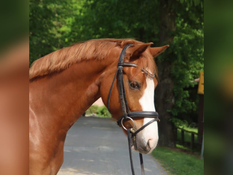 Holsteiner Wallach 7 Jahre 155 cm Fuchs in Dülmen