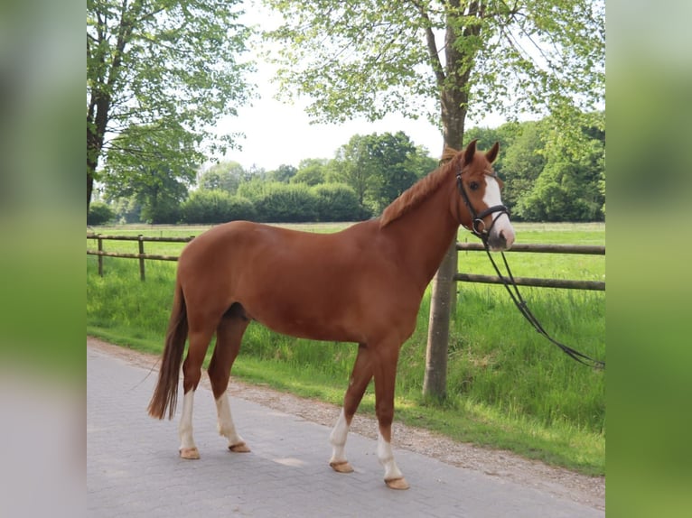 Holsteiner Wallach 7 Jahre 155 cm Fuchs in Dülmen
