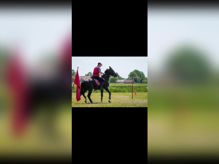 Holsteiner Wallach 7 Jahre 160 cm Rappe in Čakovec