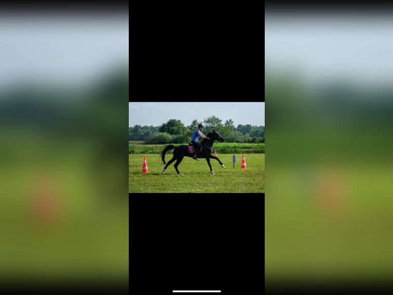 Holsteiner Wallach 7 Jahre 160 cm Rappe in Čakovec