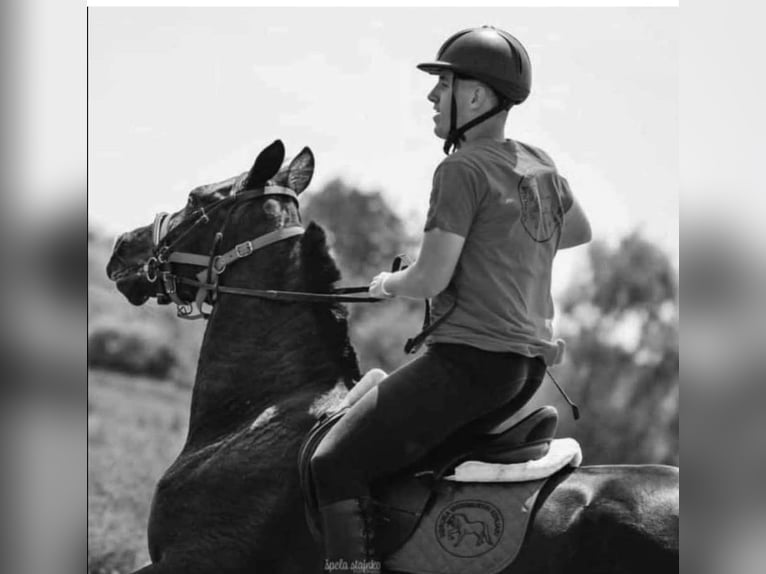 Holsteiner Wallach 7 Jahre 160 cm Rappe in Čakovec