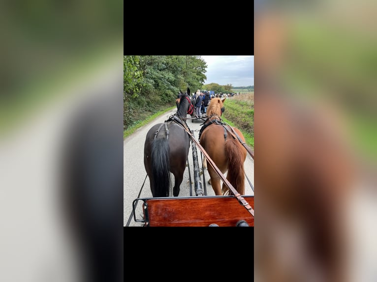 Holsteiner Wallach 7 Jahre 160 cm Rappe in Čakovec