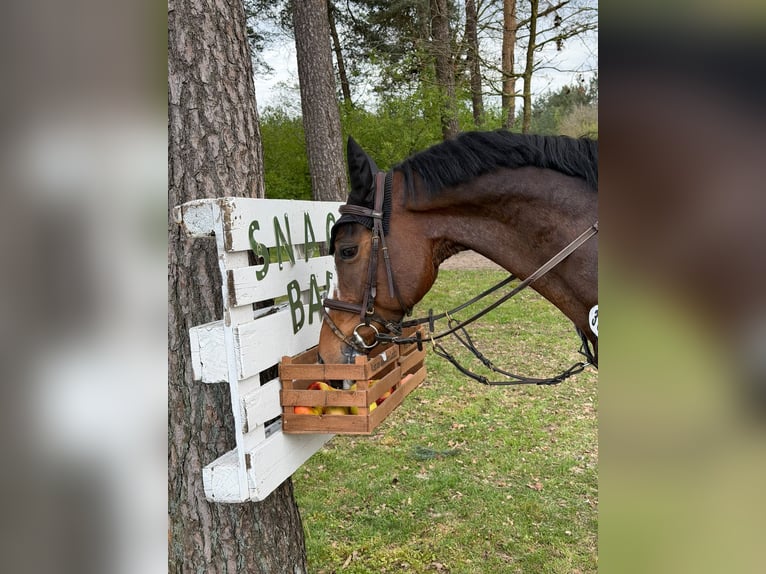 Holsteiner Wallach 7 Jahre 162 cm Brauner in Damme