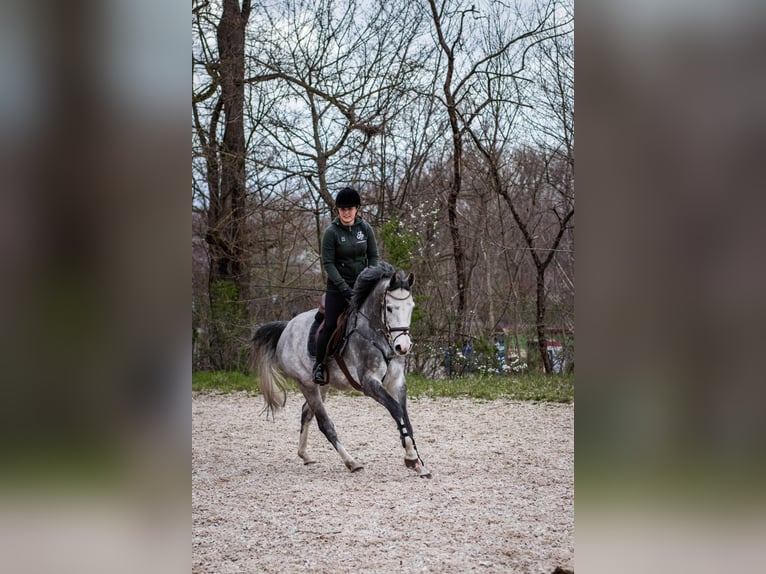 Holsteiner Wallach 7 Jahre 163 cm Apfelschimmel in Großenhain