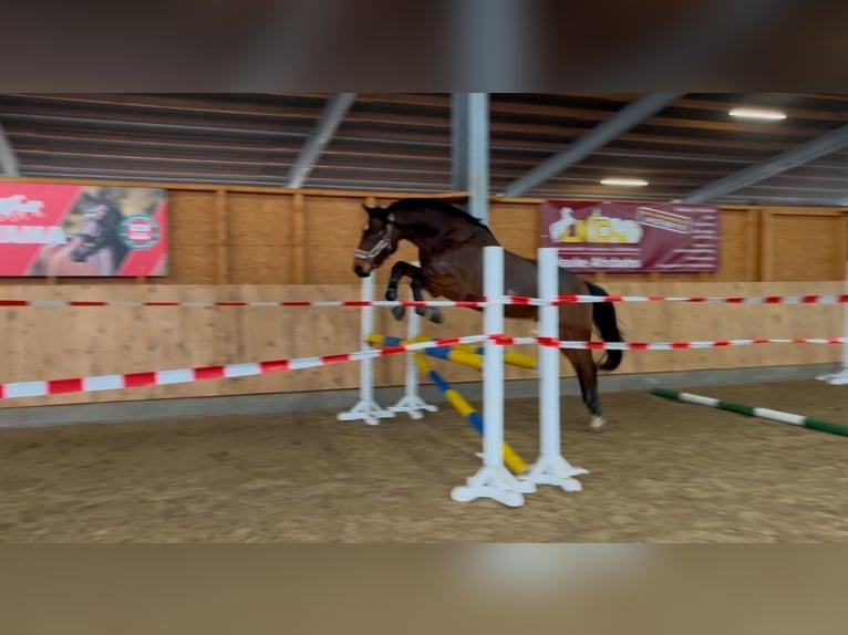 Holsteiner Wallach 7 Jahre 163 cm Brauner in Horst