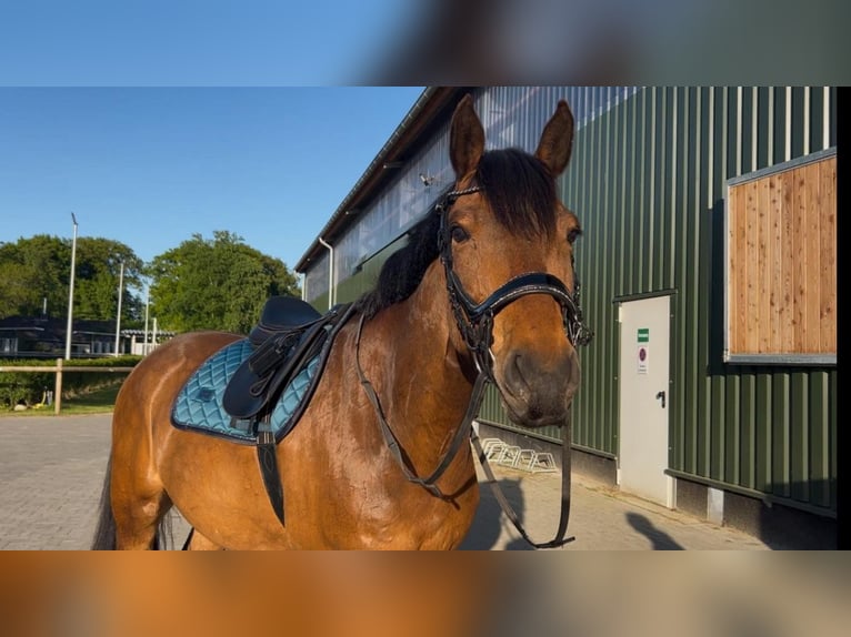 Holsteiner Wallach 7 Jahre 163 cm Brauner in Horst