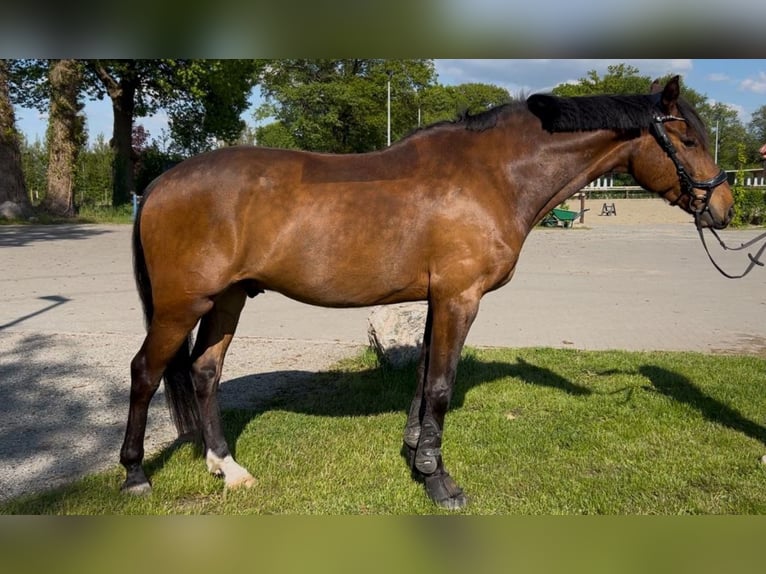 Holsteiner Wallach 7 Jahre 163 cm Brauner in Horst