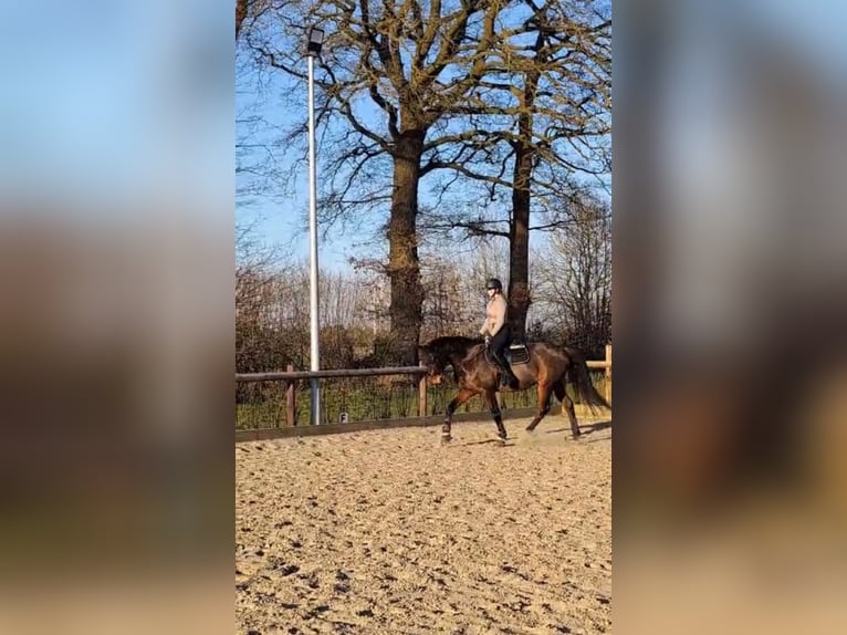 Holsteiner Wallach 7 Jahre 163 cm Brauner in Horst