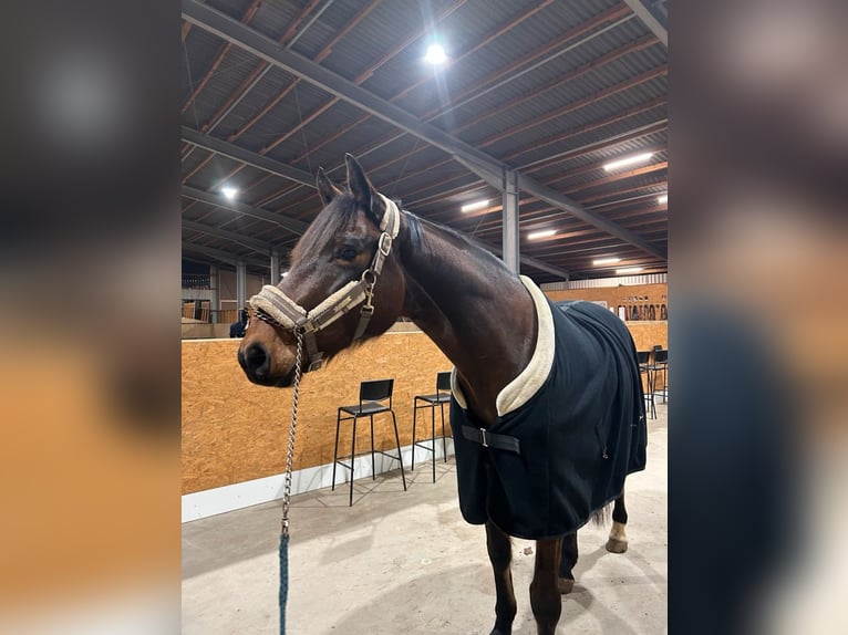 Holsteiner Wallach 7 Jahre 163 cm Brauner in Horst
