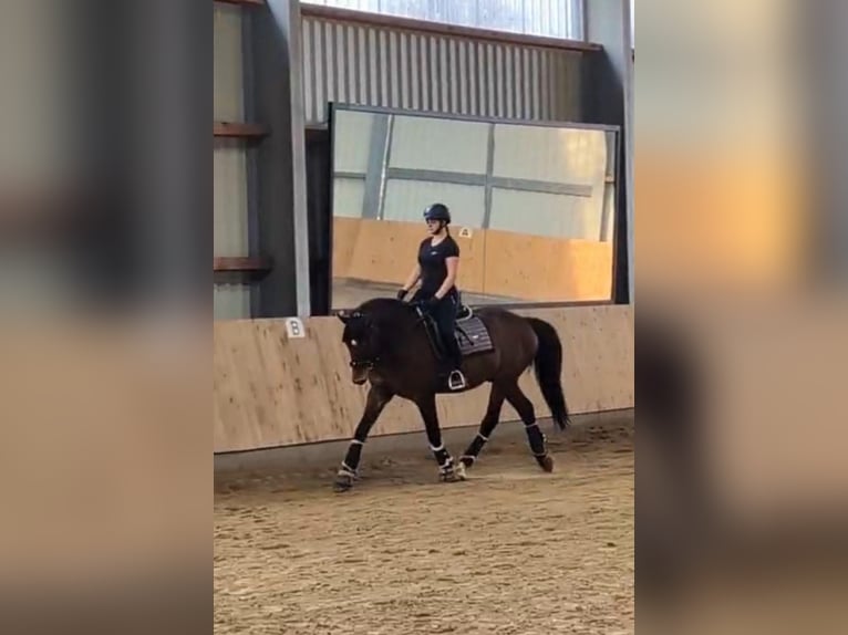 Holsteiner Wallach 7 Jahre 163 cm Brauner in Horst
