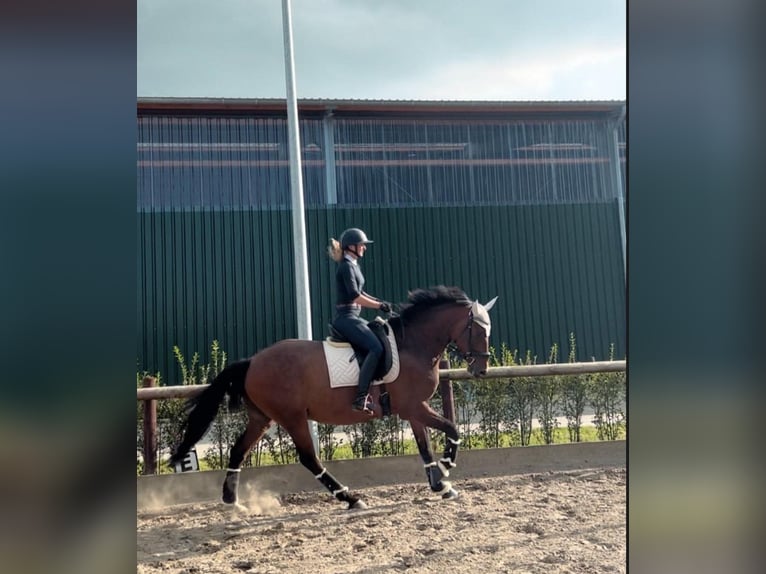 Holsteiner Wallach 7 Jahre 163 cm Brauner in Horst