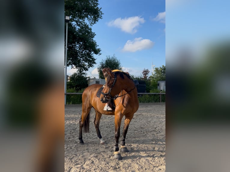 Holsteiner Wallach 7 Jahre 163 cm Brauner in Horst
