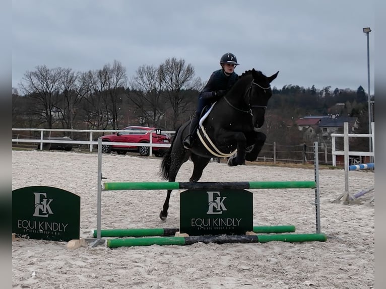Holsteiner Wallach 7 Jahre 163 cm Rappe in Prague