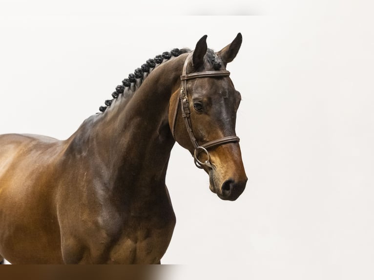 Holsteiner Wallach 7 Jahre 164 cm Brauner in Waddinxveen