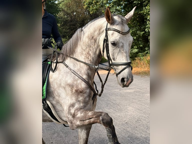 Holsteiner Wallach 7 Jahre 164 cm Kann Schimmel werden in Oer-Erkenschwick