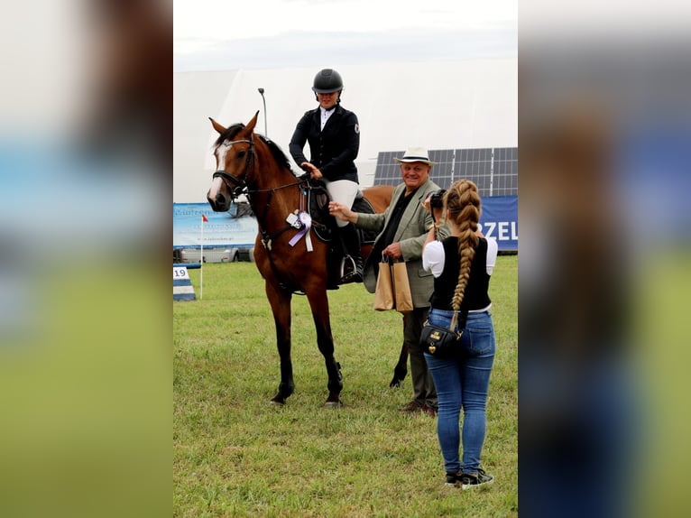 Holsteiner Wallach 7 Jahre 165 cm Brauner in Neuzelle