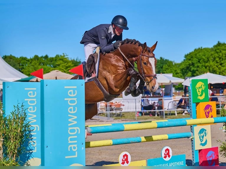 Holsteiner Wallach 7 Jahre 165 cm Brauner in Verden (Aller)Verden