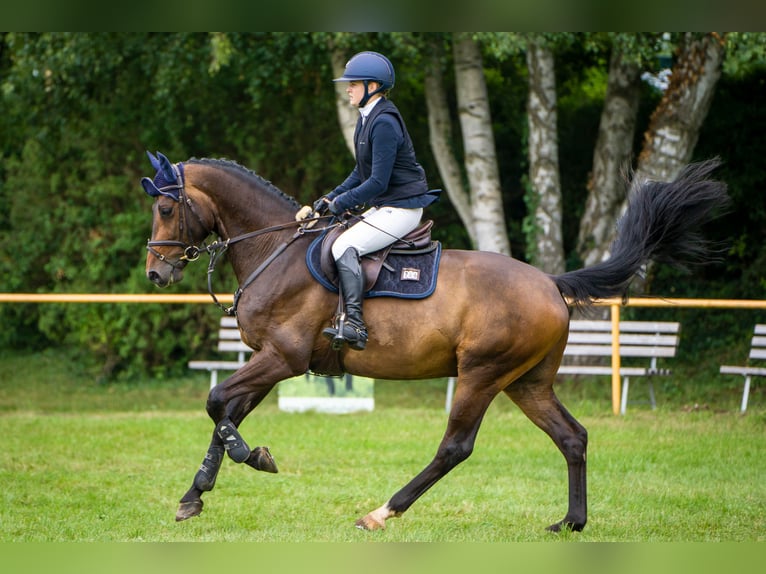 Holsteiner Wallach 7 Jahre 165 cm Dunkelbrauner in Insel Poel