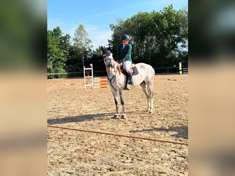 Holsteiner Wallach 7 Jahre 165 cm Schimmel in Großenhain