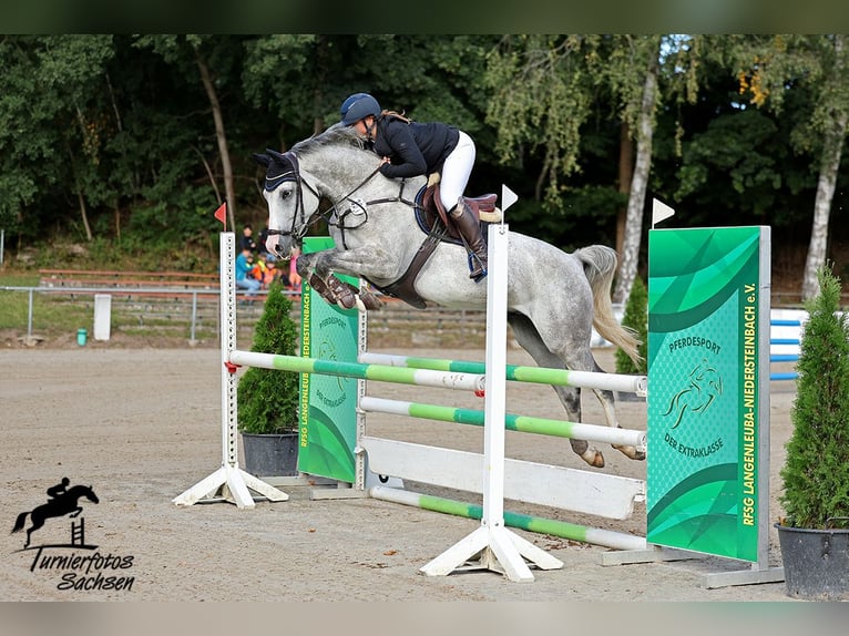 Holsteiner Wallach 7 Jahre 165 cm Schimmel in Großenhain