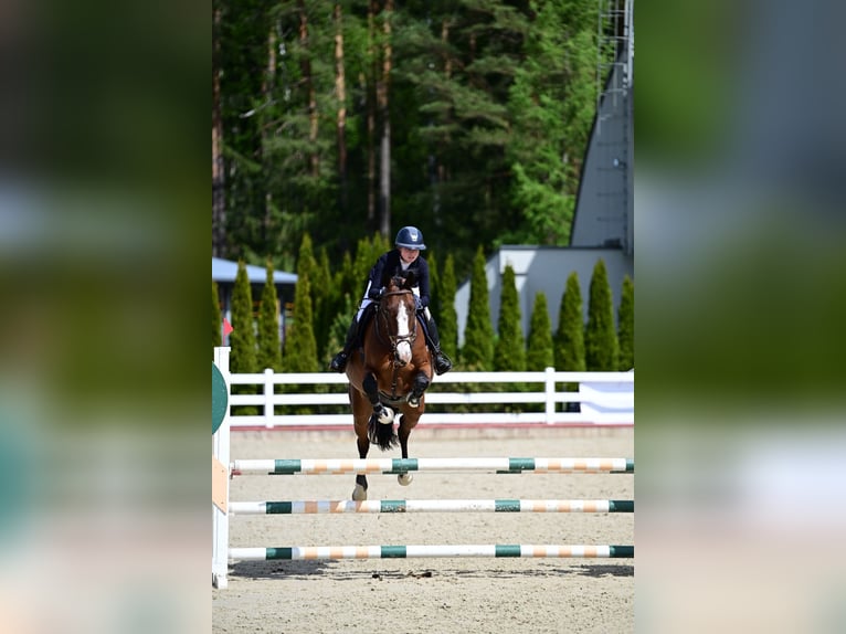 Holsteiner Wallach 7 Jahre 166 cm Brauner in Lithuania