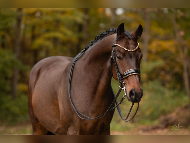 Holsteiner Wallach 7 Jahre 166 cm Dunkelbrauner in Wehringen Holsteiner Wallach 7 Jahre 166 cm Dunkelbrauner in Wehringen