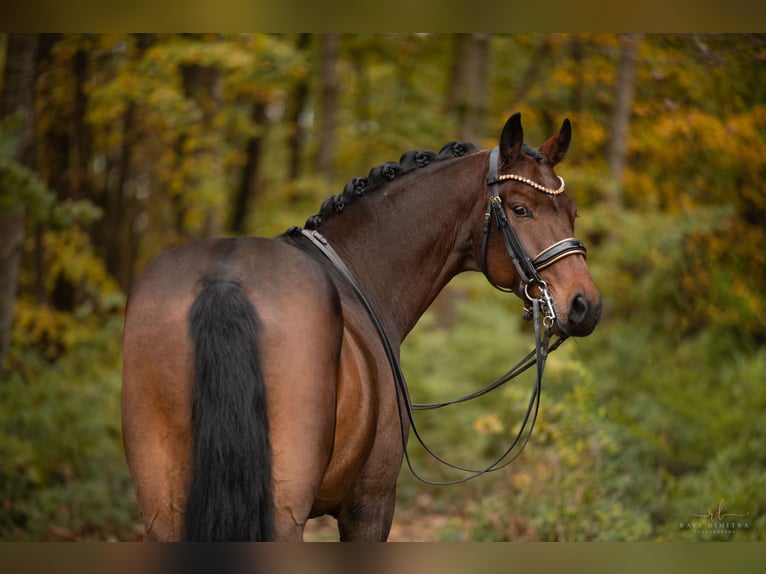 Holsteiner Wallach 7 Jahre 166 cm Dunkelbrauner in Wehringen Holsteiner Wallach 7 Jahre 166 cm Dunkelbrauner in Wehringen