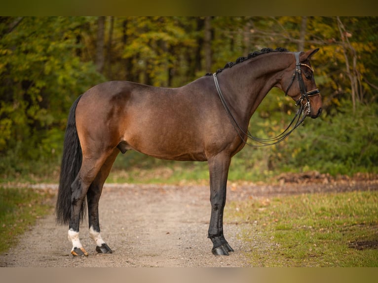 Holsteiner Wallach 7 Jahre 166 cm Dunkelbrauner in Wehringen Holsteiner Wallach 7 Jahre 166 cm Dunkelbrauner in Wehringen