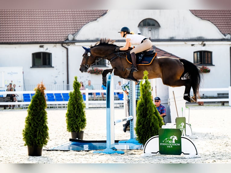 Holsteiner Wallach 7 Jahre 167 cm Brauner in Piła