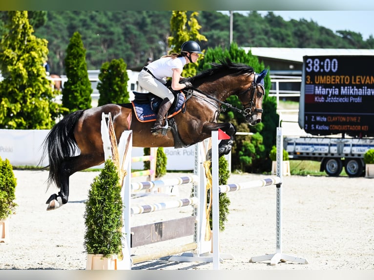 Holsteiner Wallach 7 Jahre 167 cm Brauner in Piła