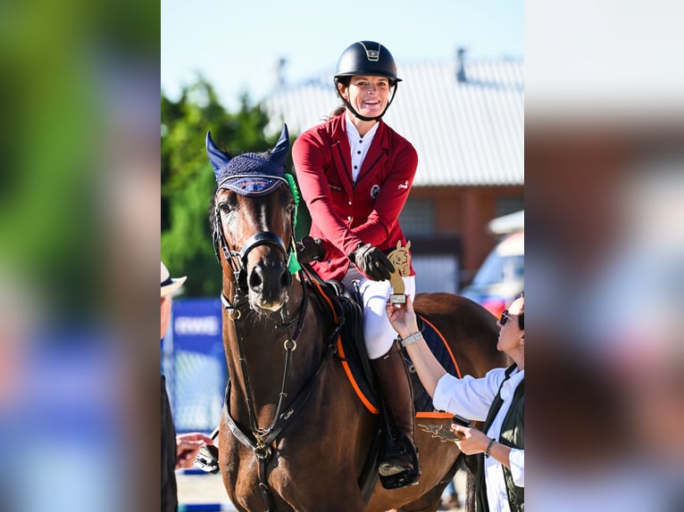 Holsteiner Wallach 7 Jahre 167 cm Brauner in Piła