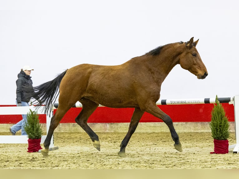 Holsteiner Wallach 7 Jahre 167 cm Brauner in Waddinxveen