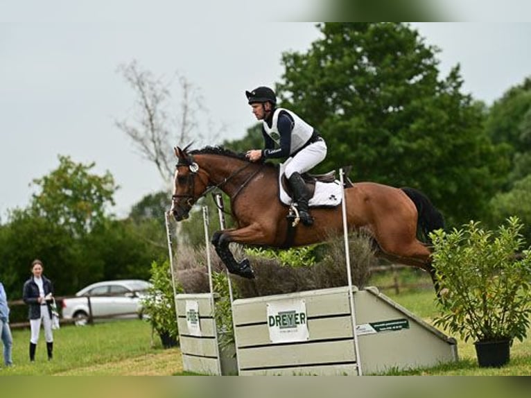 Holsteiner Wallach 7 Jahre 167 cm Brauner in Eyendorf