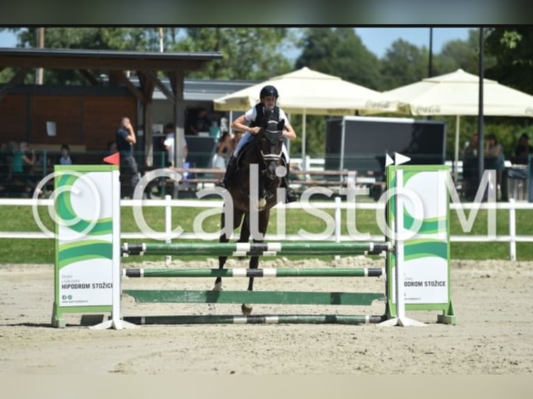 Holsteiner Mix Wallach 7 Jahre 167 cm Dunkelbrauner in Ljubljana