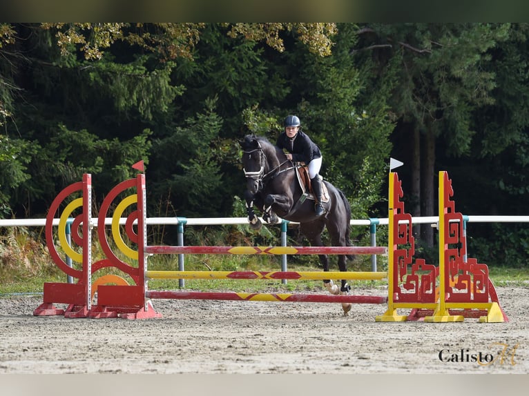 Holsteiner Mix Wallach 7 Jahre 167 cm Dunkelbrauner in Ljubljana