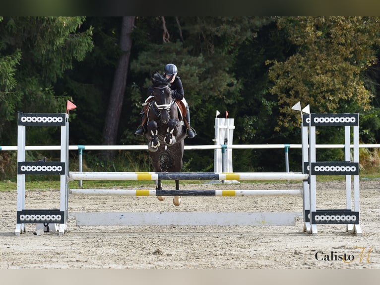 Holsteiner Mix Wallach 7 Jahre 167 cm Dunkelbrauner in Ljubljana