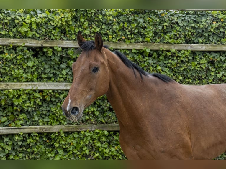Holsteiner Wallach 7 Jahre 167 cm Dunkelbrauner in Waddinxveen