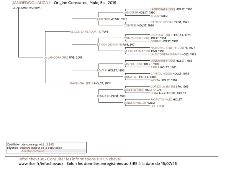 Holsteiner Mix Wallach 7 Jahre 167 cm in Couiza