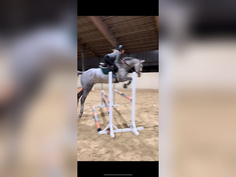 Holsteiner Wallach 7 Jahre 168 cm Apfelschimmel in Regenstauf