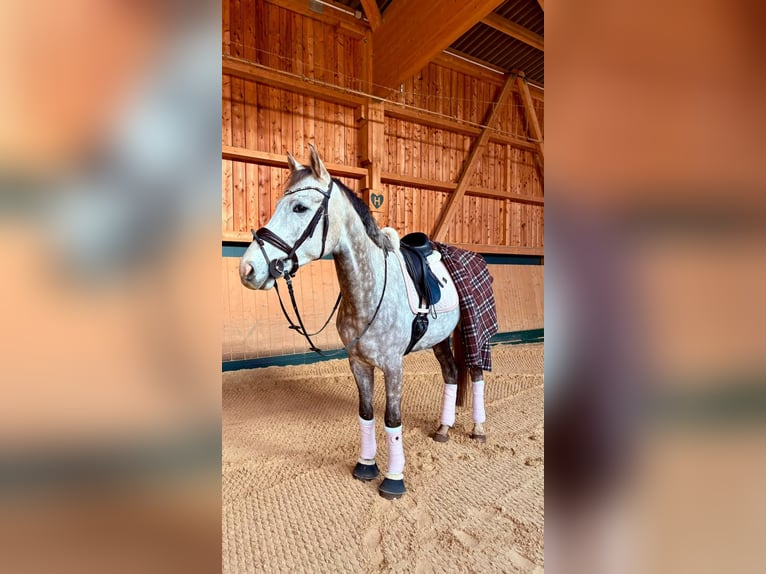 Holsteiner Wallach 7 Jahre 168 cm Apfelschimmel in Regenstauf