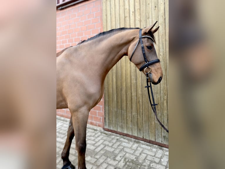 Holsteiner Wallach 7 Jahre 168 cm Brauner in Lohne (Oldenburg)
