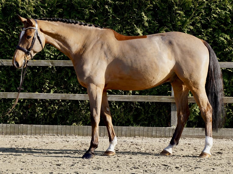 Holsteiner Wallach 7 Jahre 168 cm Brauner in Lohne (Oldenburg)